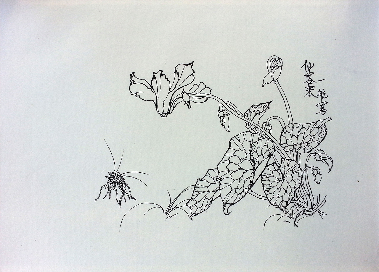 中国花鸟画-工笔白描|纯艺术|绘画|国画一狼 - 原创作品 - 站酷