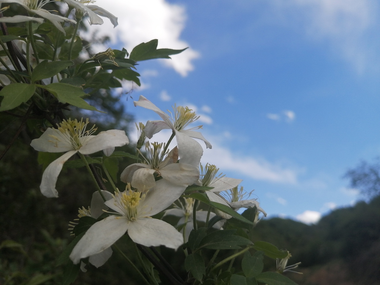 神奇的大自然的产物