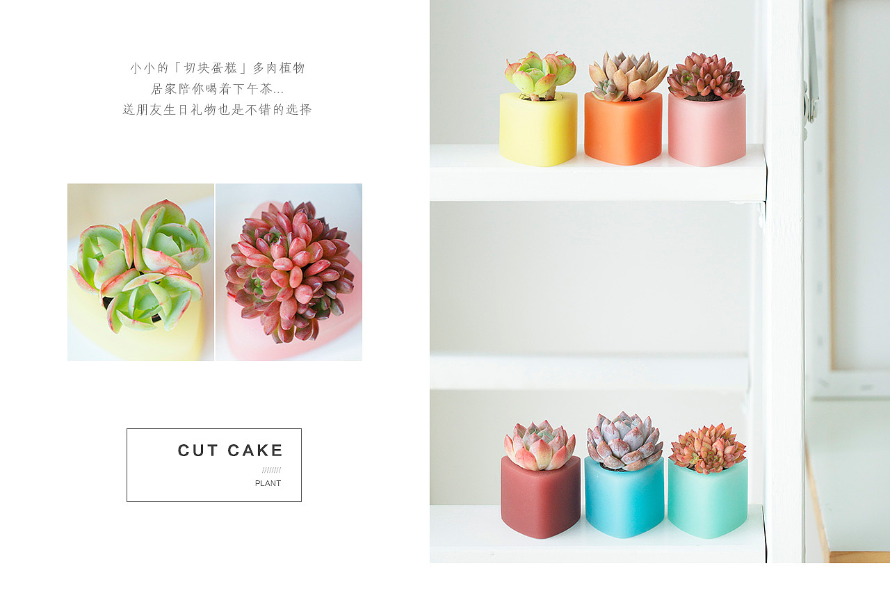 三款INS风家居无土栽培多肉植物-产品摄影（图ZMTMzNTk2NDY0） - 产品摄影 - 站酷设计师Pazza大安原创素材 - 站酷ZCOOL