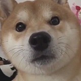 你的脑阔超大的头像