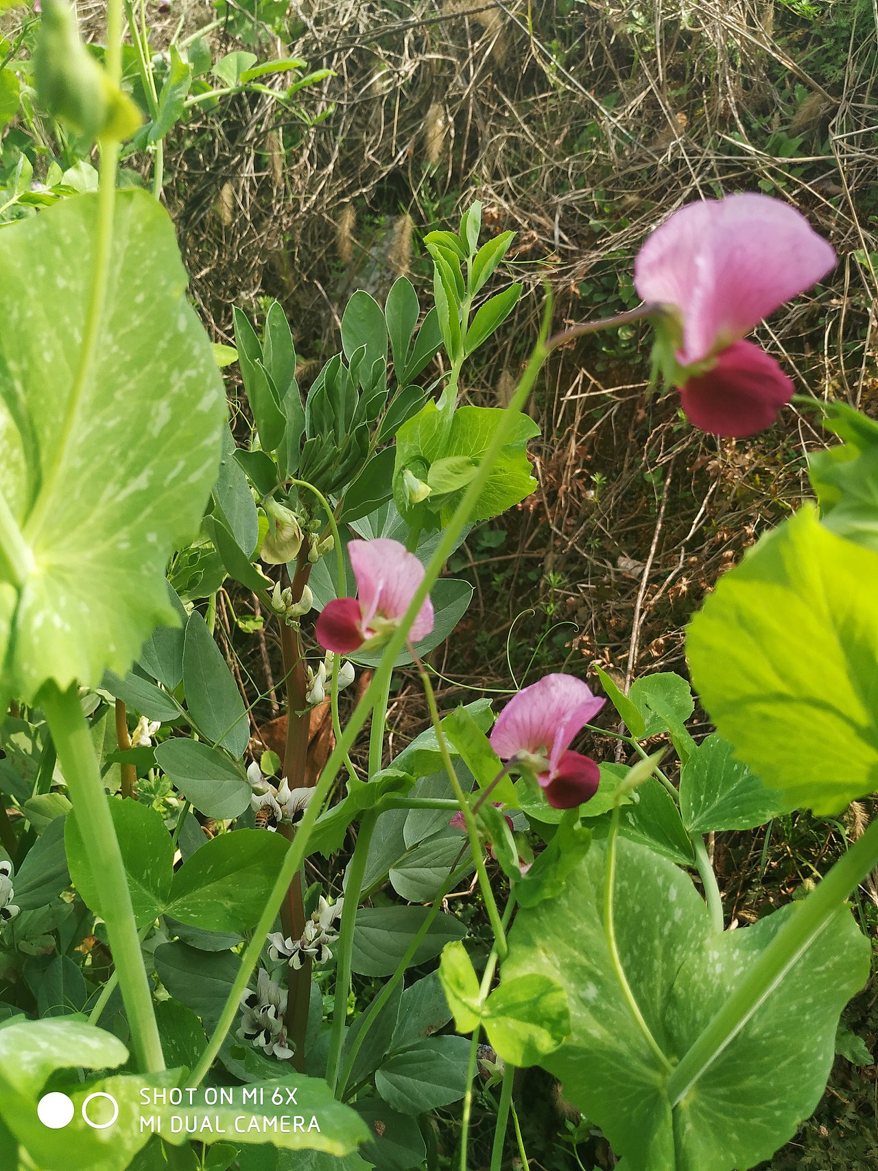狗狗狗🐶与与与芝草草