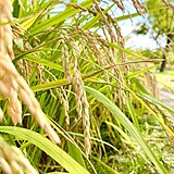 金色麦浪000的头像