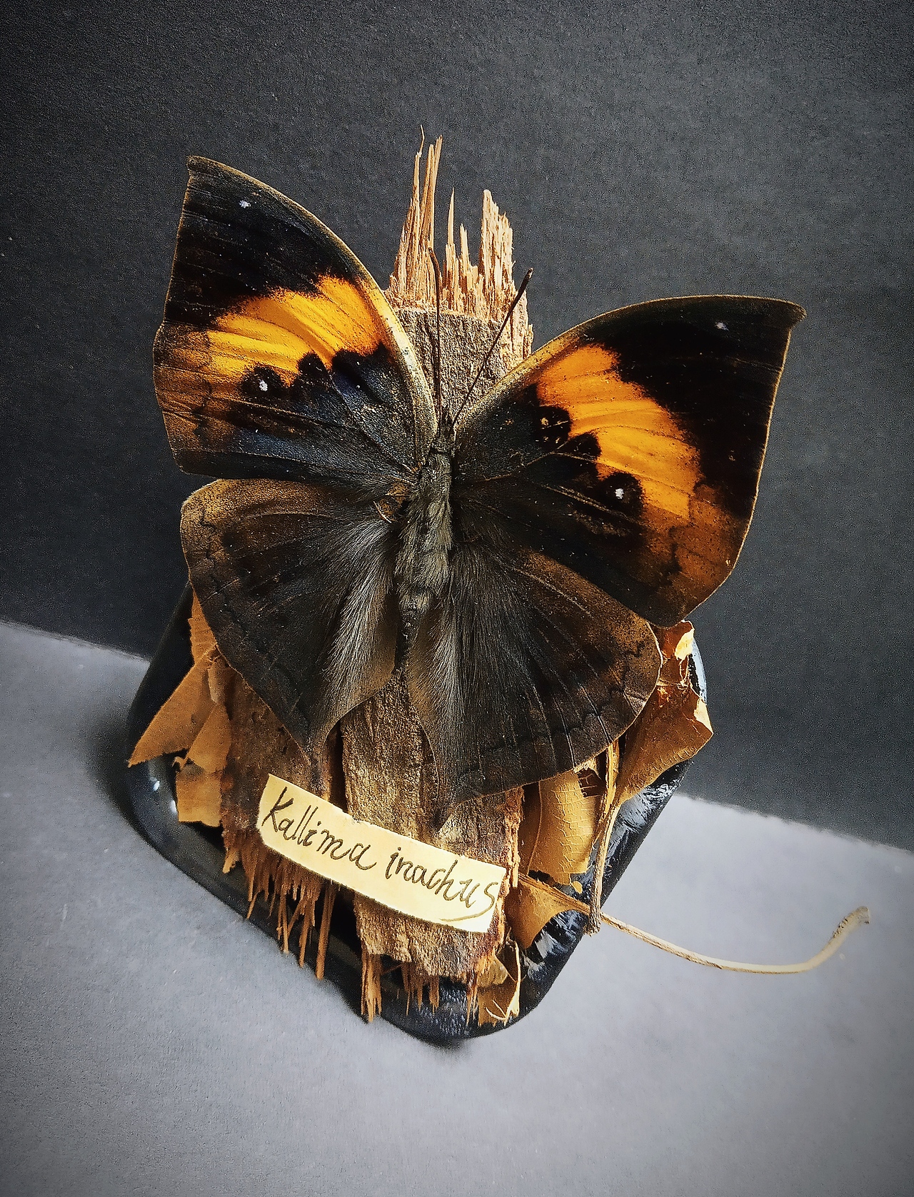 复古蝴蝶标本