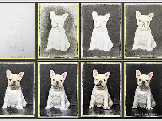 彩铅动物-斗牛犬的超详细的画法步骤及注意事项（下）