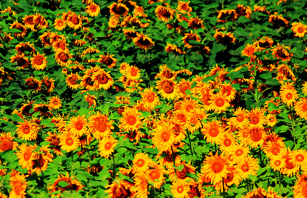 祁连山脉·感受四季变化