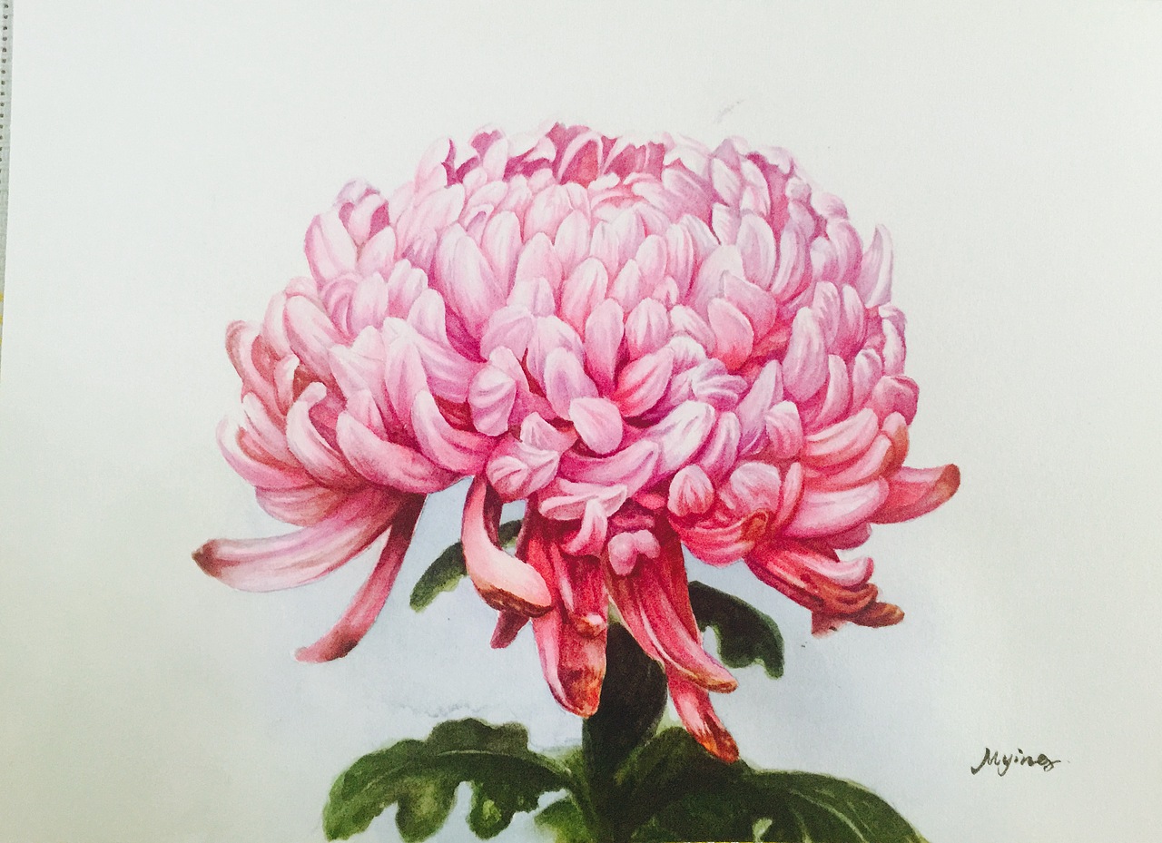 水彩 花卉 原创作品 粉色菊花（图ZNzI0NTk2NzI=） - 绘画 - 站酷设计师Dream梦孟原创素材 - 站酷ZCOOL