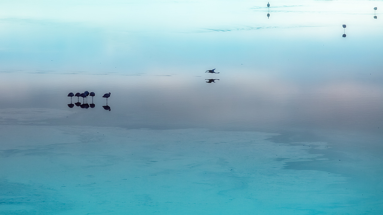 一、二个好友相约湖边静看flamingo水上芭蕾！（图ZMTIzNzAyODg0） - 风光摄影 - 站酷设计师lujb5原创素材 - 站酷ZCOOL