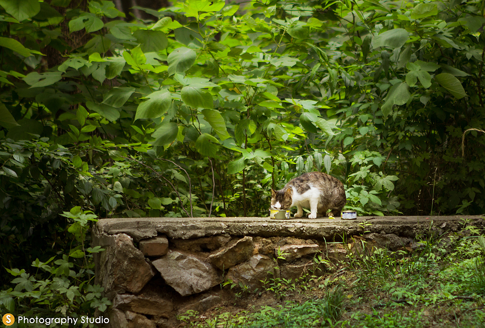 这只叫做藏娇~是另外一只公猫的伴侣。因为公猫叫做哀号帝，她被看护地几乎寸步不离。所以金屋藏娇么~哀号帝那时候可能打猎去了，没有得见。藏娇非常警惕，我只得摆好贡品远远地看着。