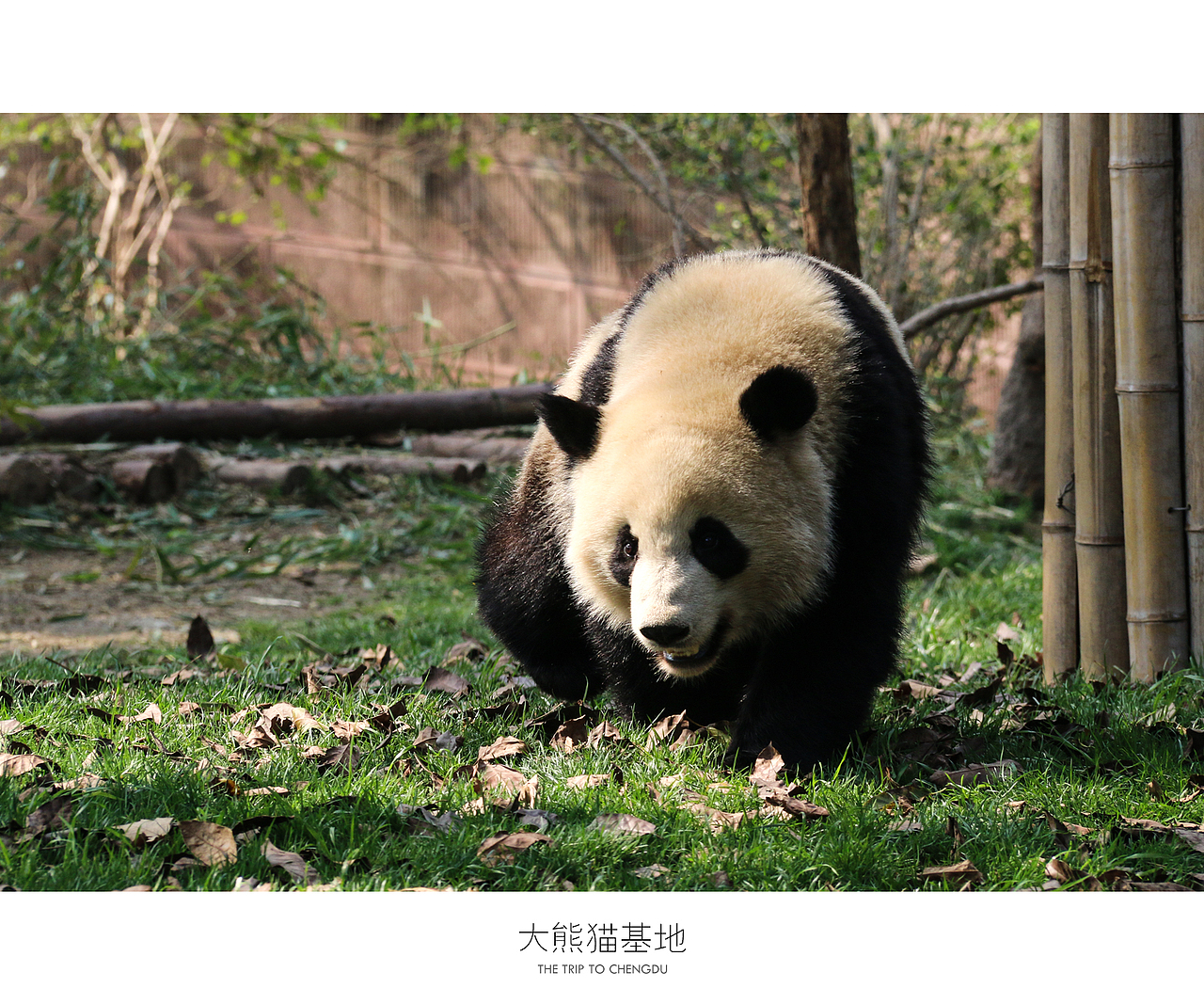 蓉城成都（图ZNDU0OTc1NTY=） - 风光摄影 - 站酷设计师十一月的疯子原创素材 - 站酷ZCOOL
