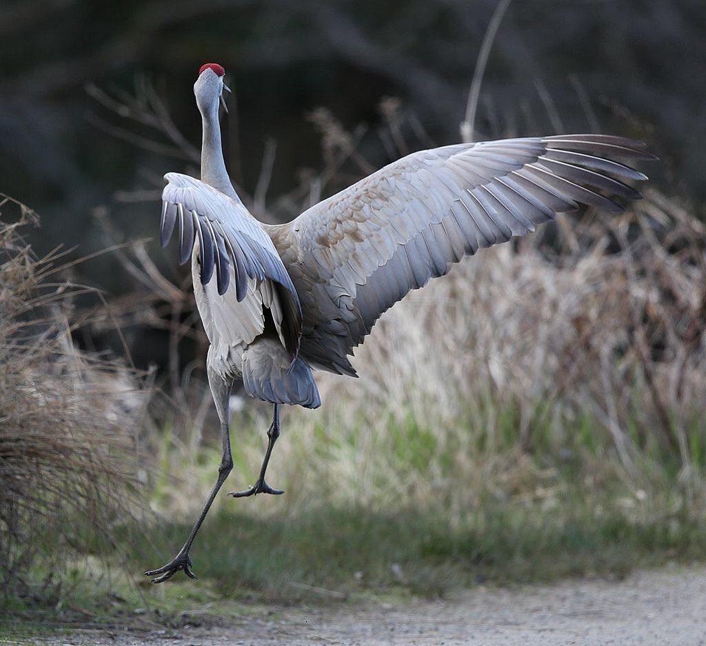 鹤氅如烟羽扇风赋情芳草绿阴中