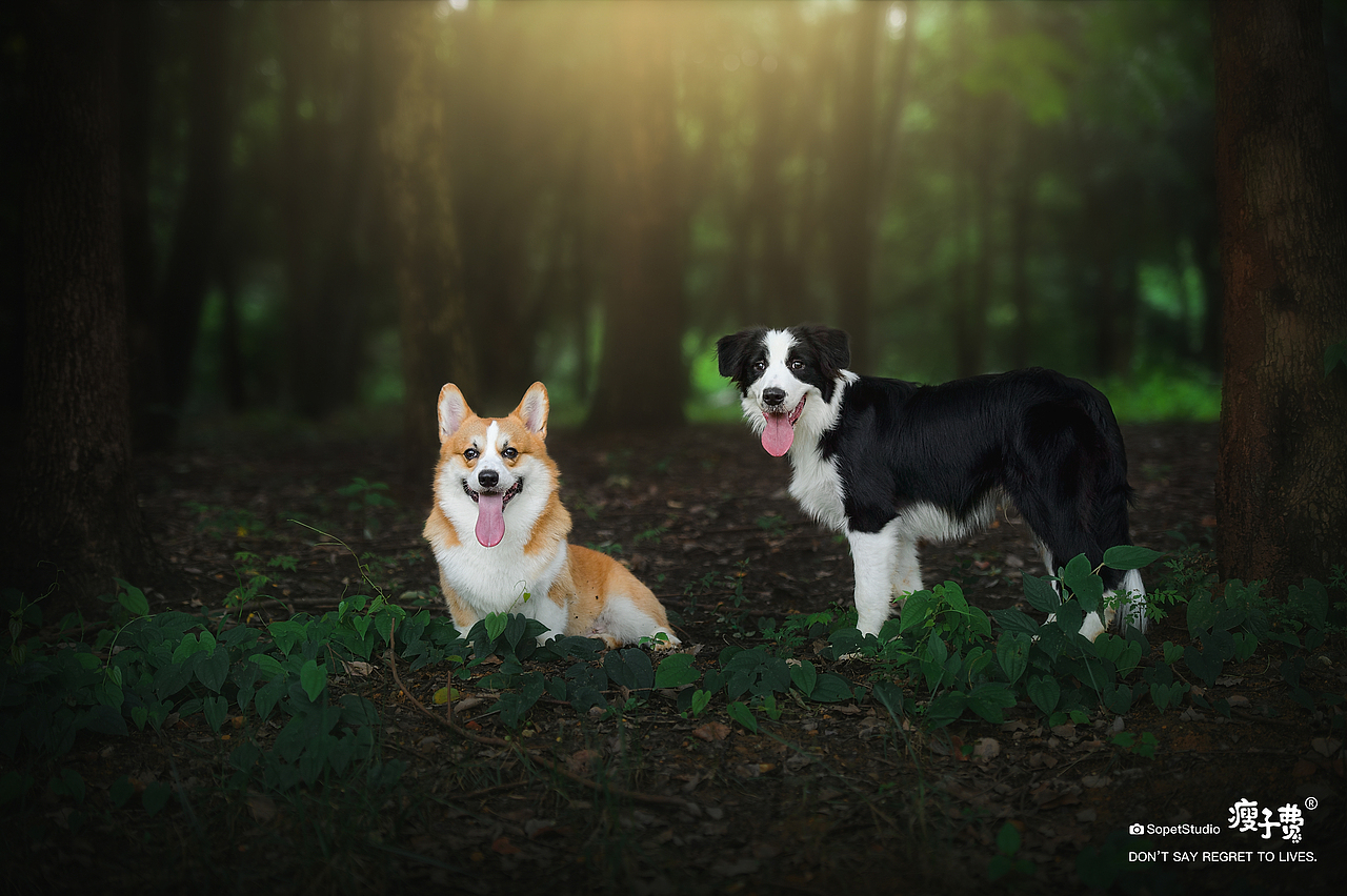 宠物摄影 | 『成都站』