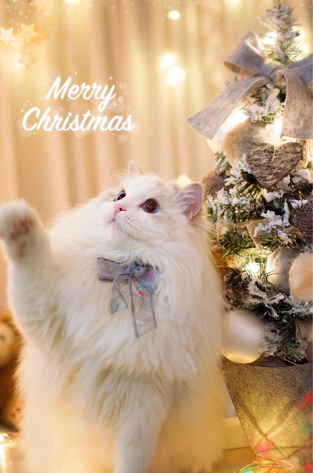 【布偶猫米法】圣诞节快乐！（图ZMTM5Nzk2NjA0） - 宠物摄影 - 站酷设计师猫的脚步声原创素材 - 站酷ZCOOL