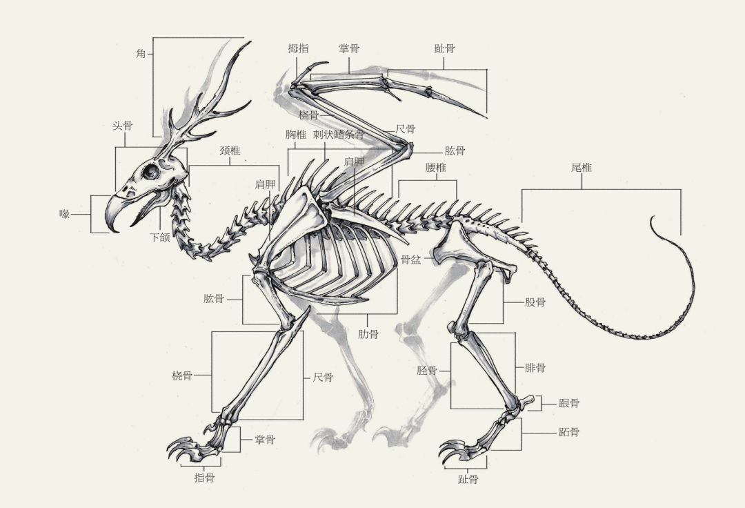 骨线式简笔画动物图片
