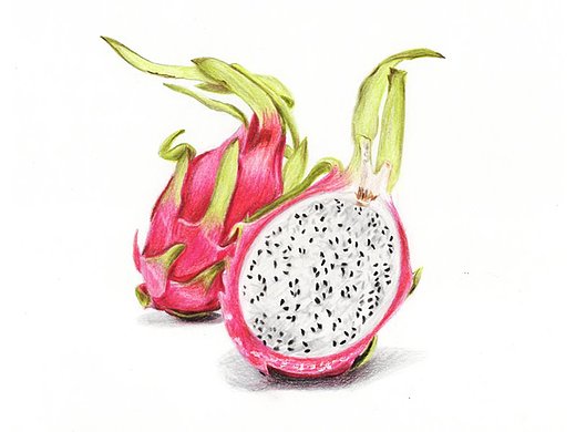 【驴大萌彩铅教程163】手绘水果 火龙果