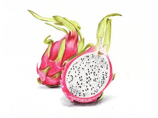 【驴大萌彩铅教程163】手绘水果 火龙果 