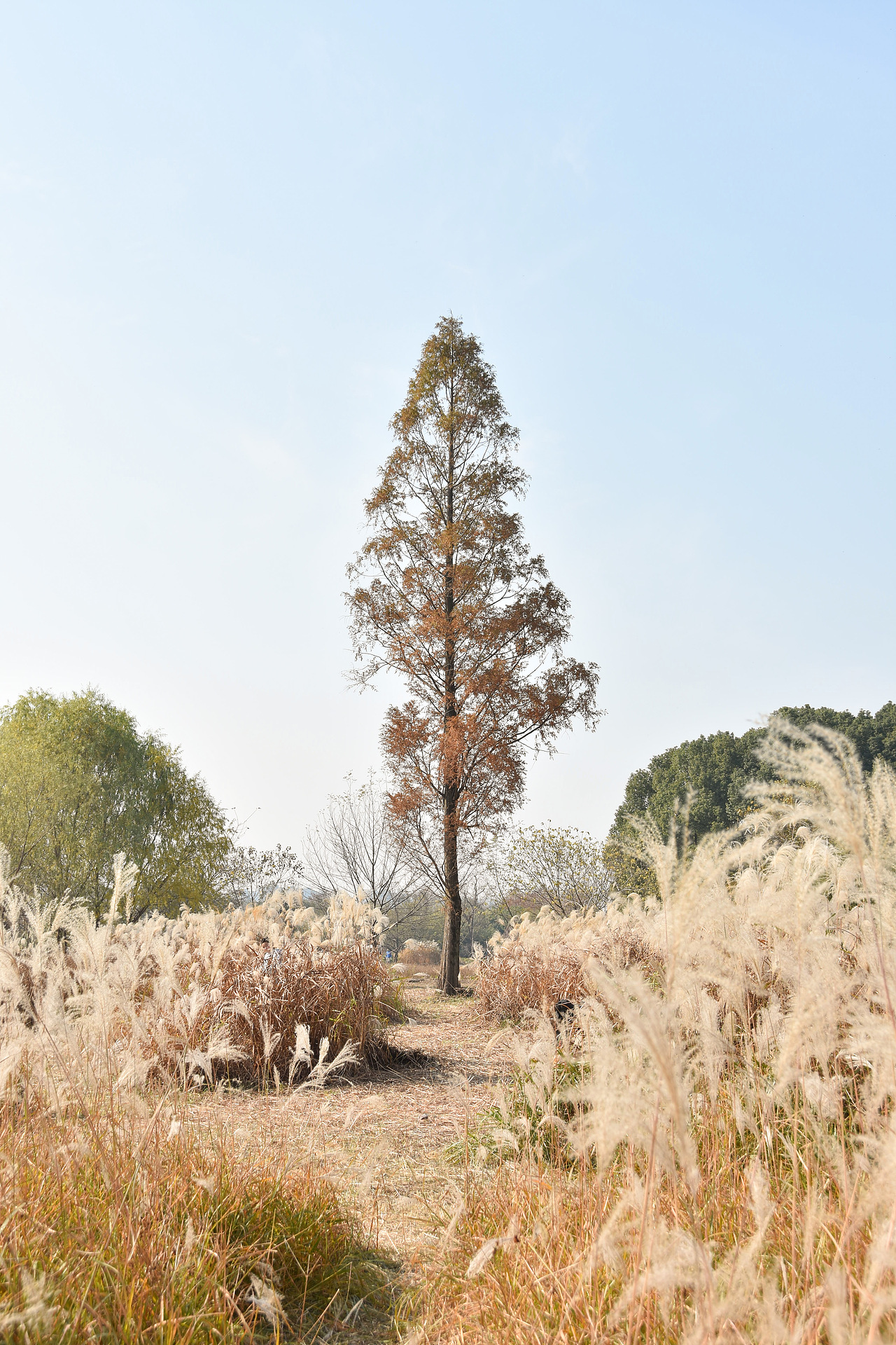 杭州良渚摄影秋天动画世界