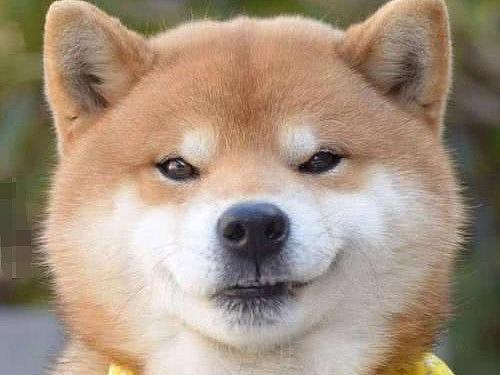 搞笑与可爱动物