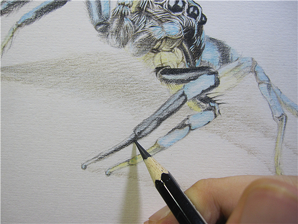 纸上彩铅--《跳蛛》过程随录
