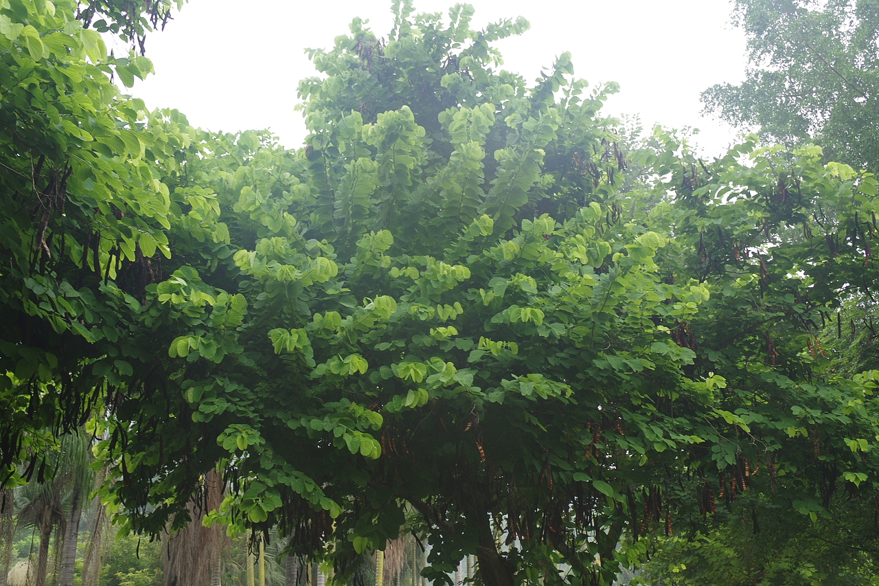 户外摄影--厦门摄影（鼓浪屿、植物园）（图ZNTc4Mzc2MjA=） - 环境/建筑摄影 - 站酷设计师今天能喝咖啡了吗原创素材 - 站酷ZCOOL