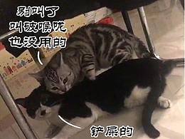 春天到了，万物复苏了，又到了猫咪XX的日子了……