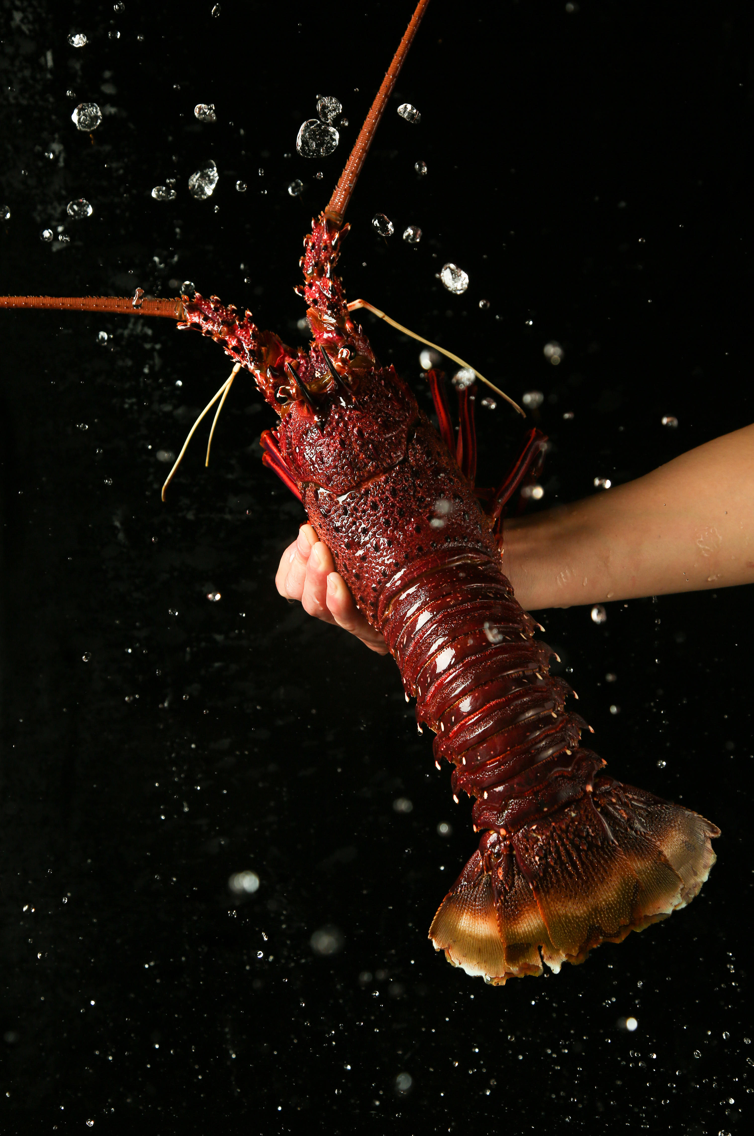 美食摄影丨一组生猛海鲜