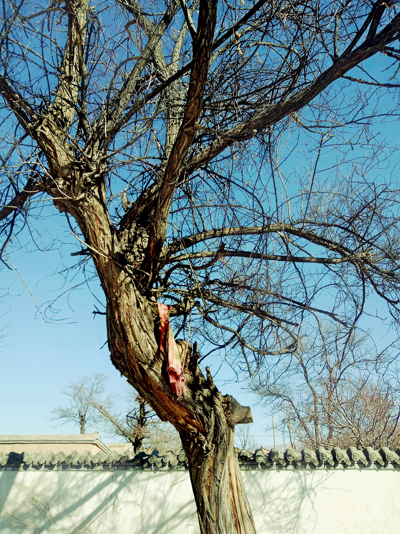 黄河清,天下平——乡情