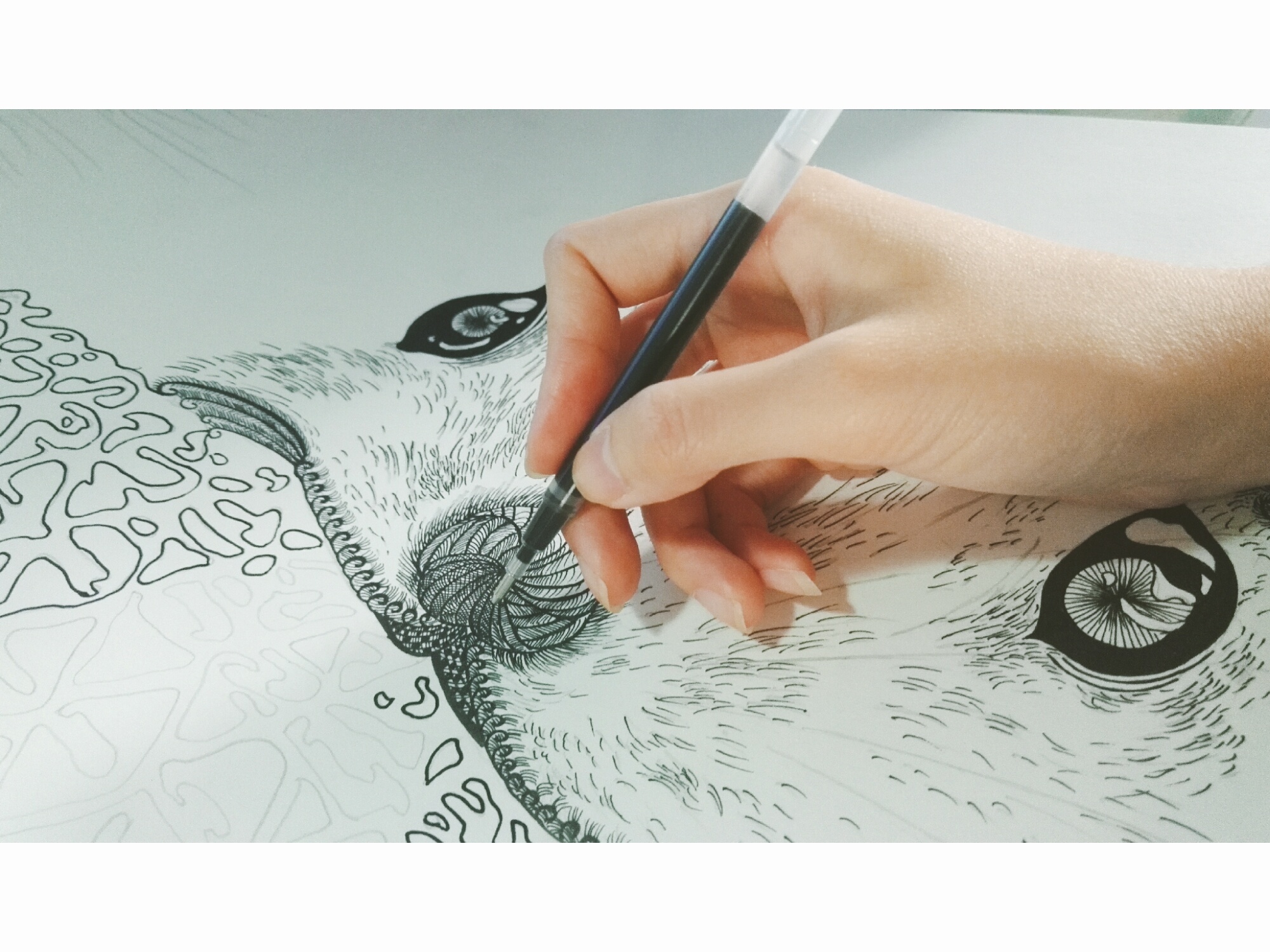 签字笔手绘 (小动物松鼠狐狸穿山甲黑叶猴兔子)