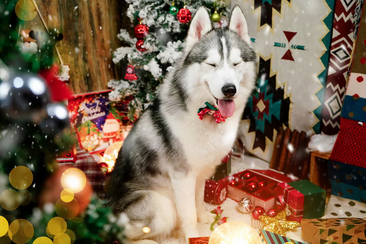 拆家小能手哈士奇合集——宠爱拾光宠物摄影