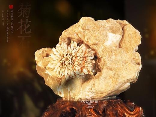 玉叠妃菊花石海报设计