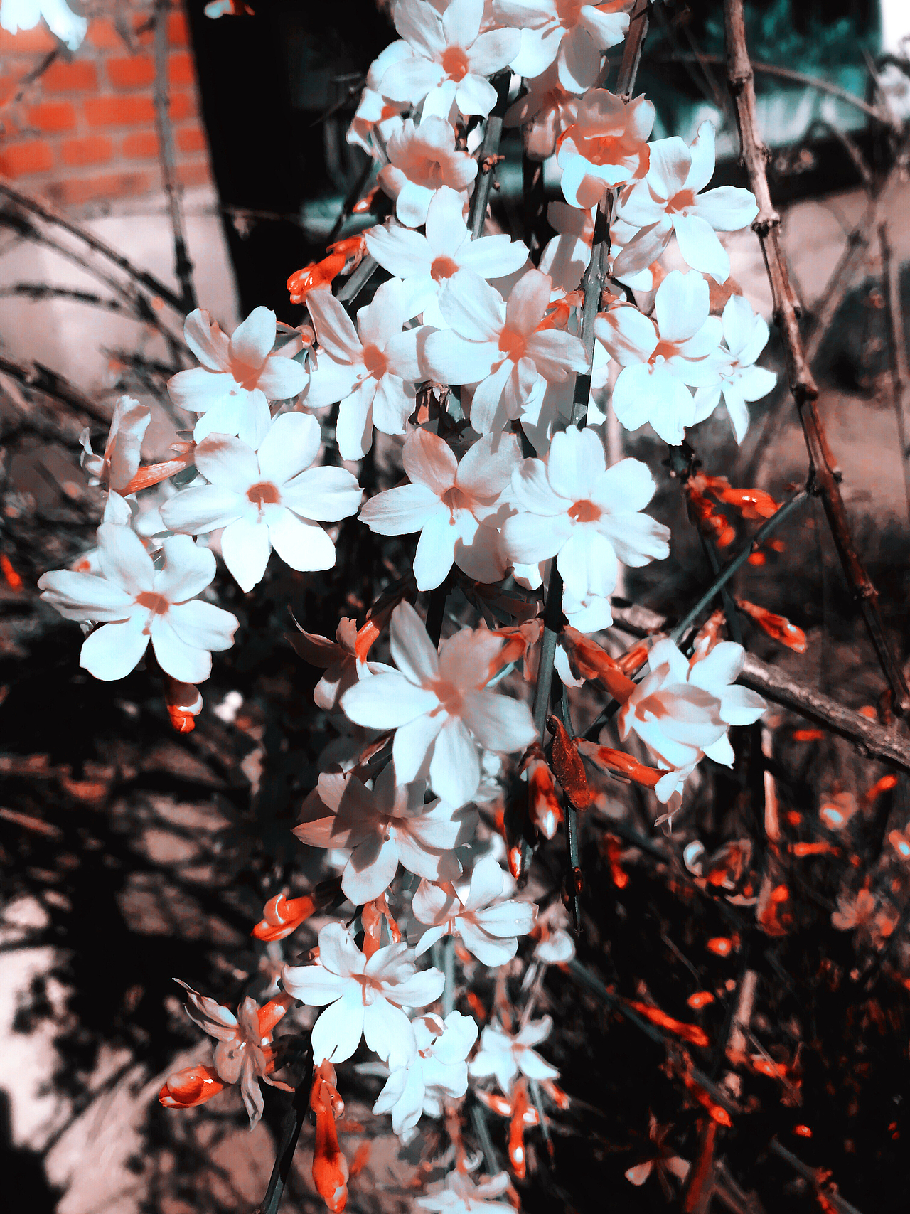 花花草草（图ZMTA2NjAyMjU2） - 人文/纪实摄影 - 站酷设计师IHWI原创素材 - 站酷ZCOOL