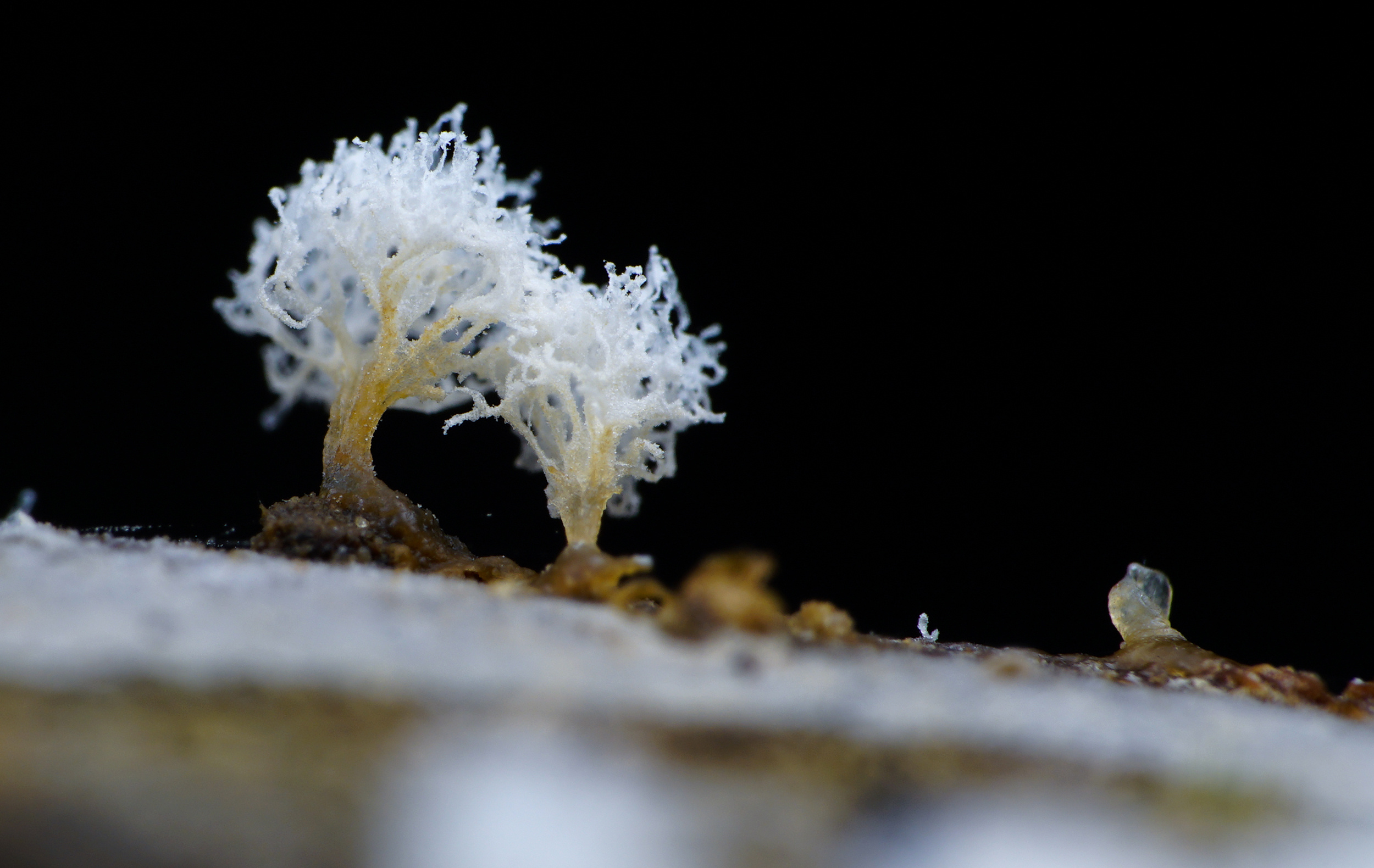 【黏菌】一毫米微小的大视野