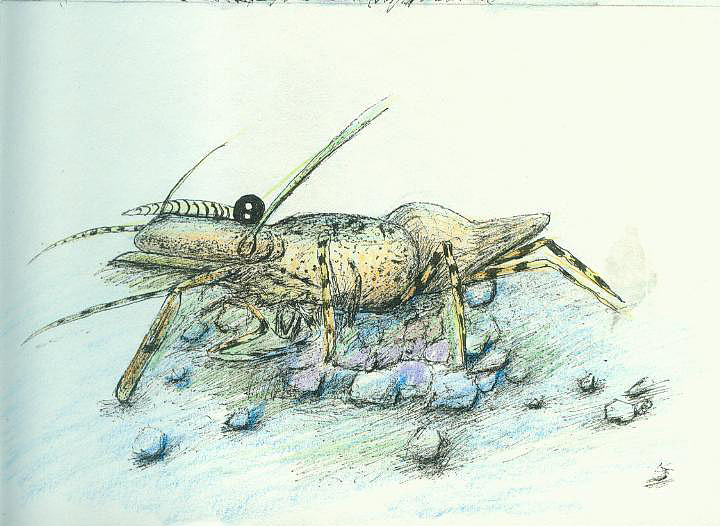 二维动画分镜头 手绘（图ZNDU3ODUxODA=） - 商业插画 - 站酷设计师一米阳光0920原创素材 - 站酷ZCOOL