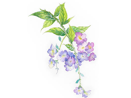 许愿的第13-18张