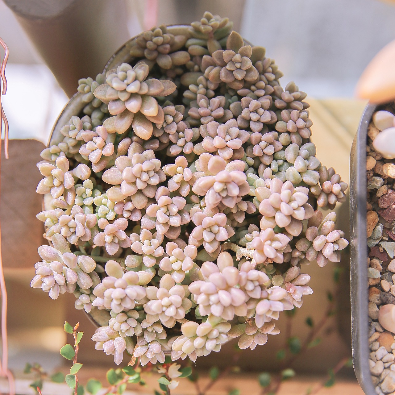 今日份多肉植物