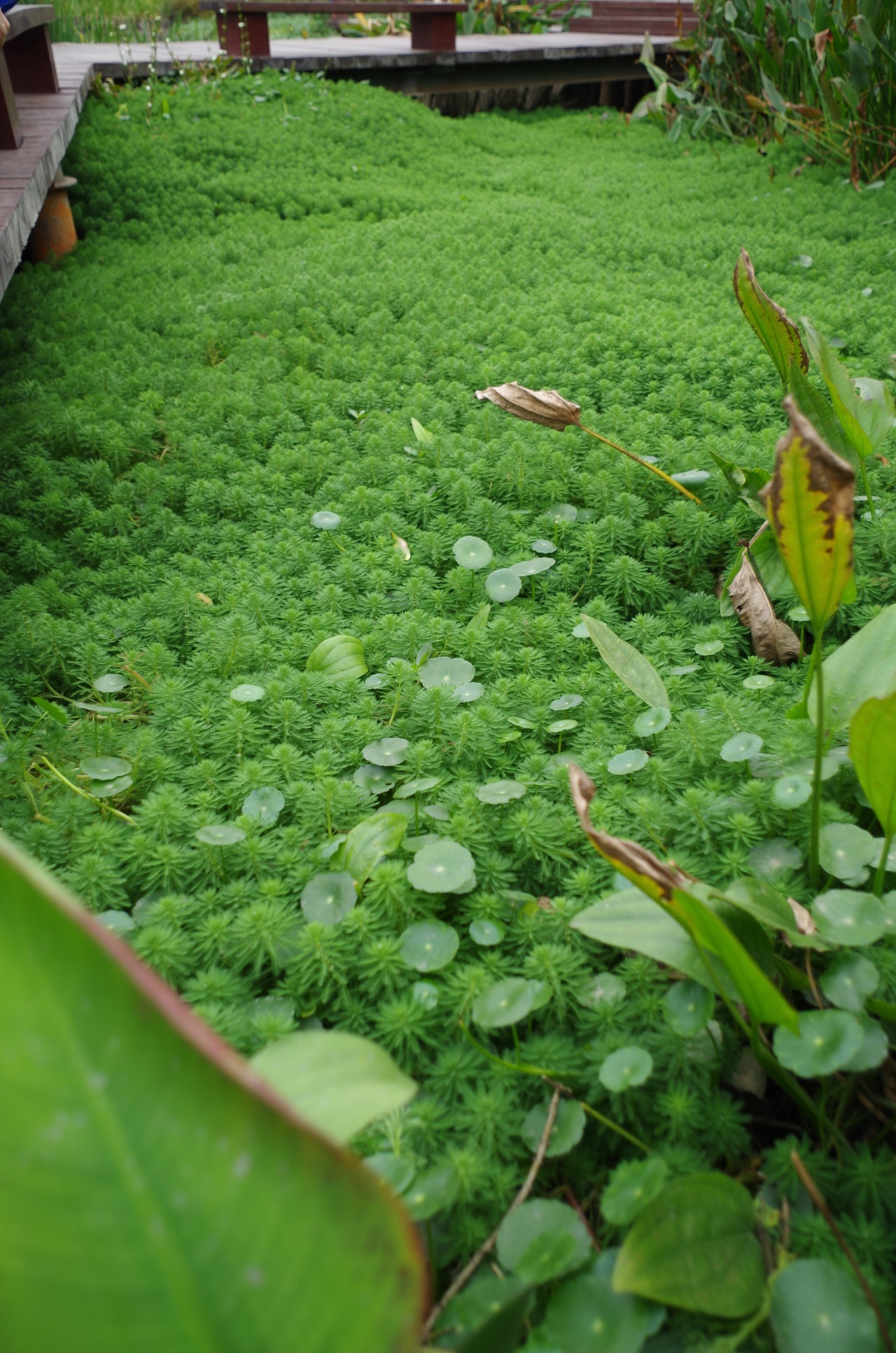 这个叫狐尾藻,巨可爱!