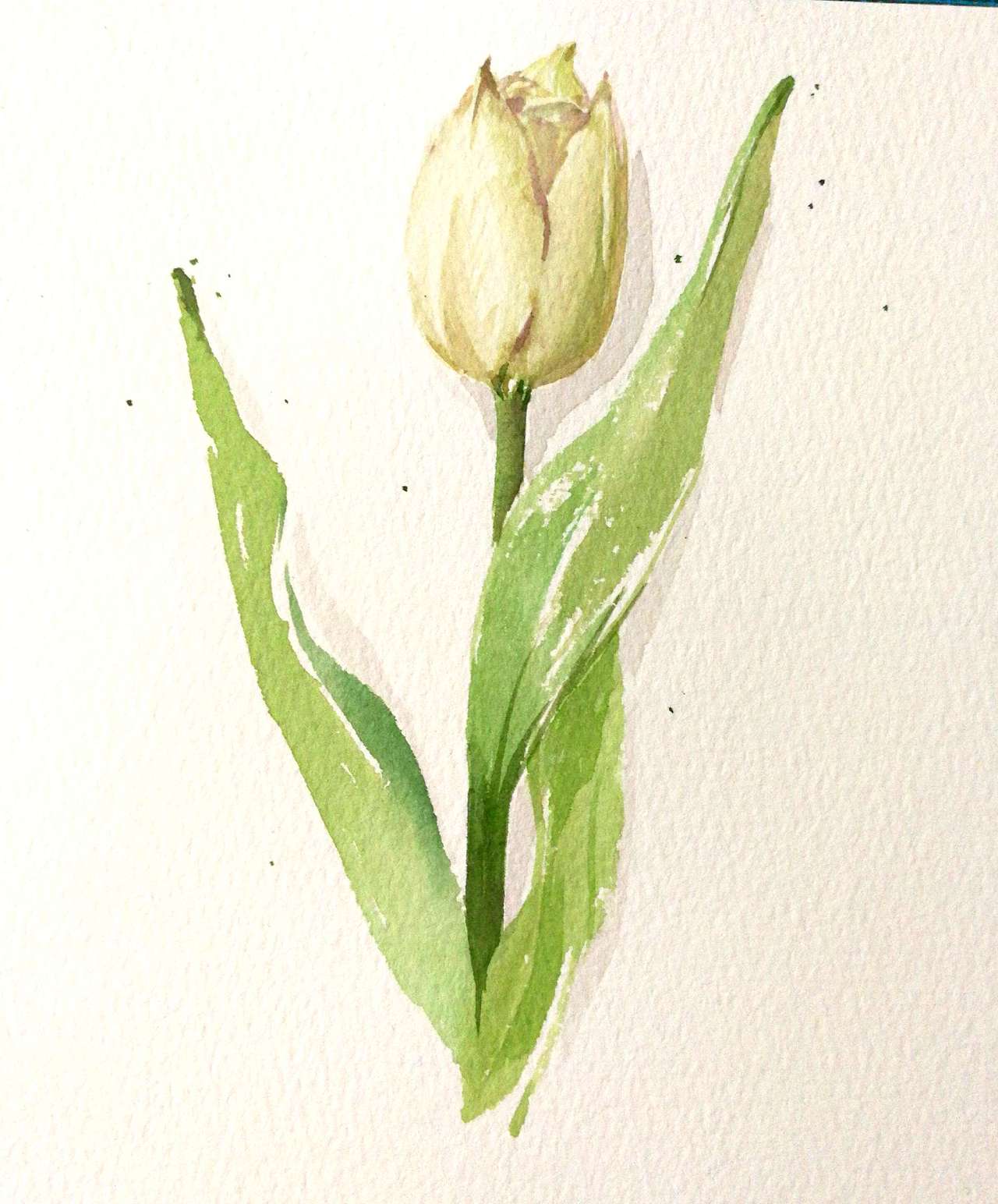 郁金香（图ZODE5NDQzODg=） - 商业插画 - 站酷设计师方心上游原创素材 - 站酷ZCOOL