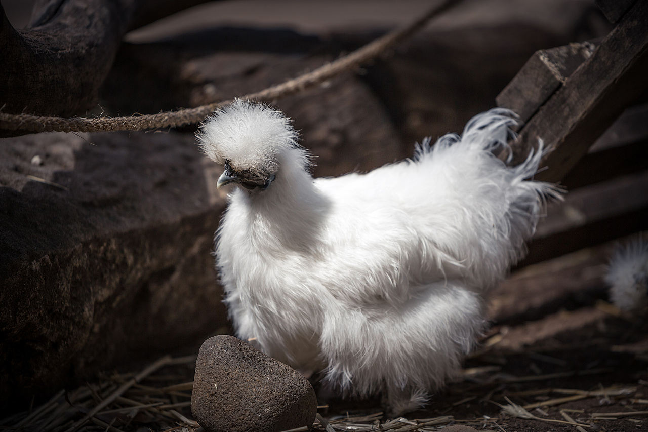 看起来很帅气的乌骨鸡