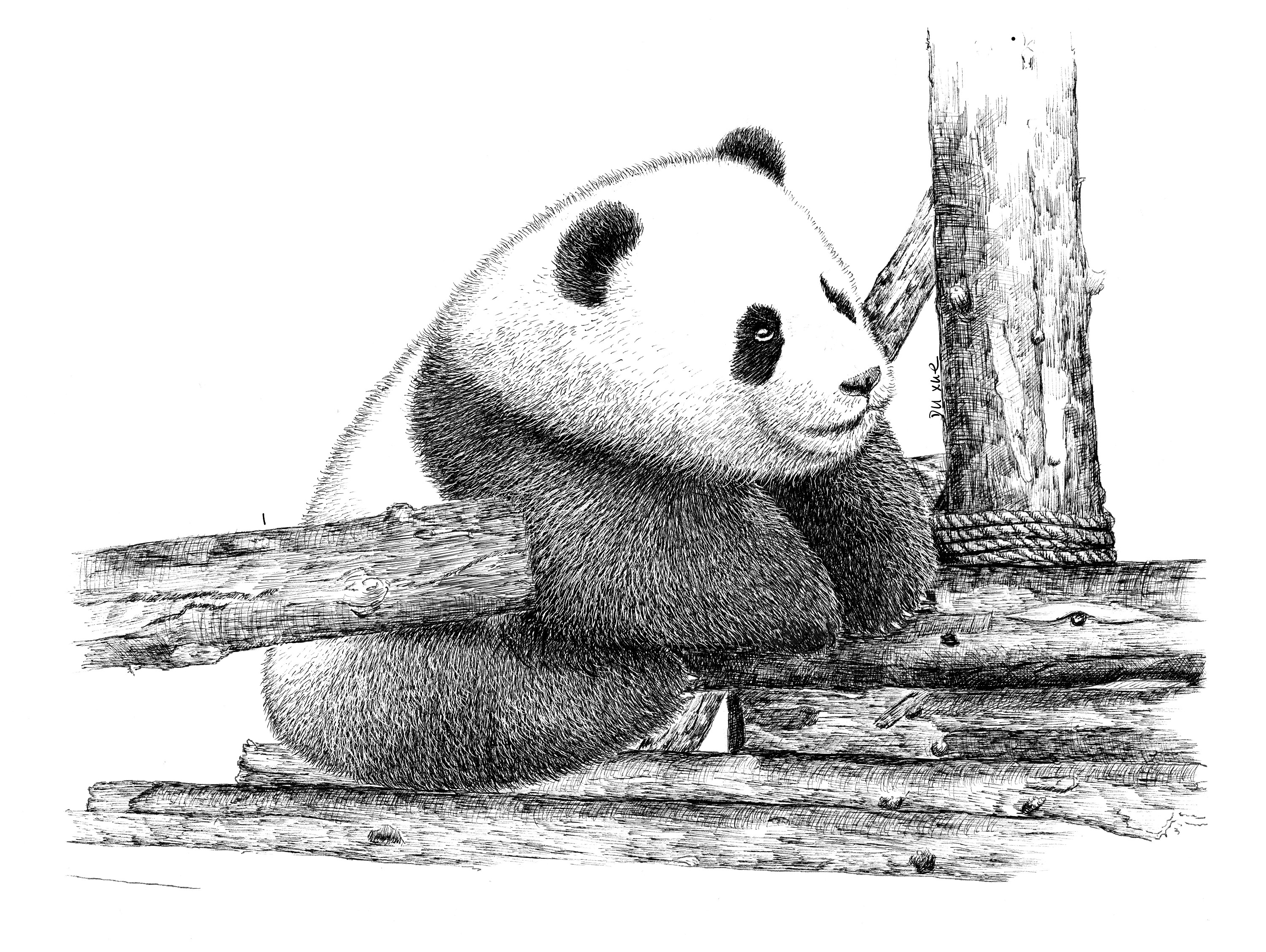 熊猫简笔画大合集_熊简笔画
