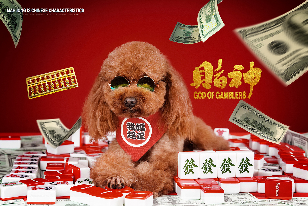 宠爱拾光宠物摄影泰迪国潮麻将爱丽丝