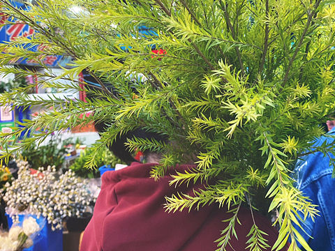 花市背植物
