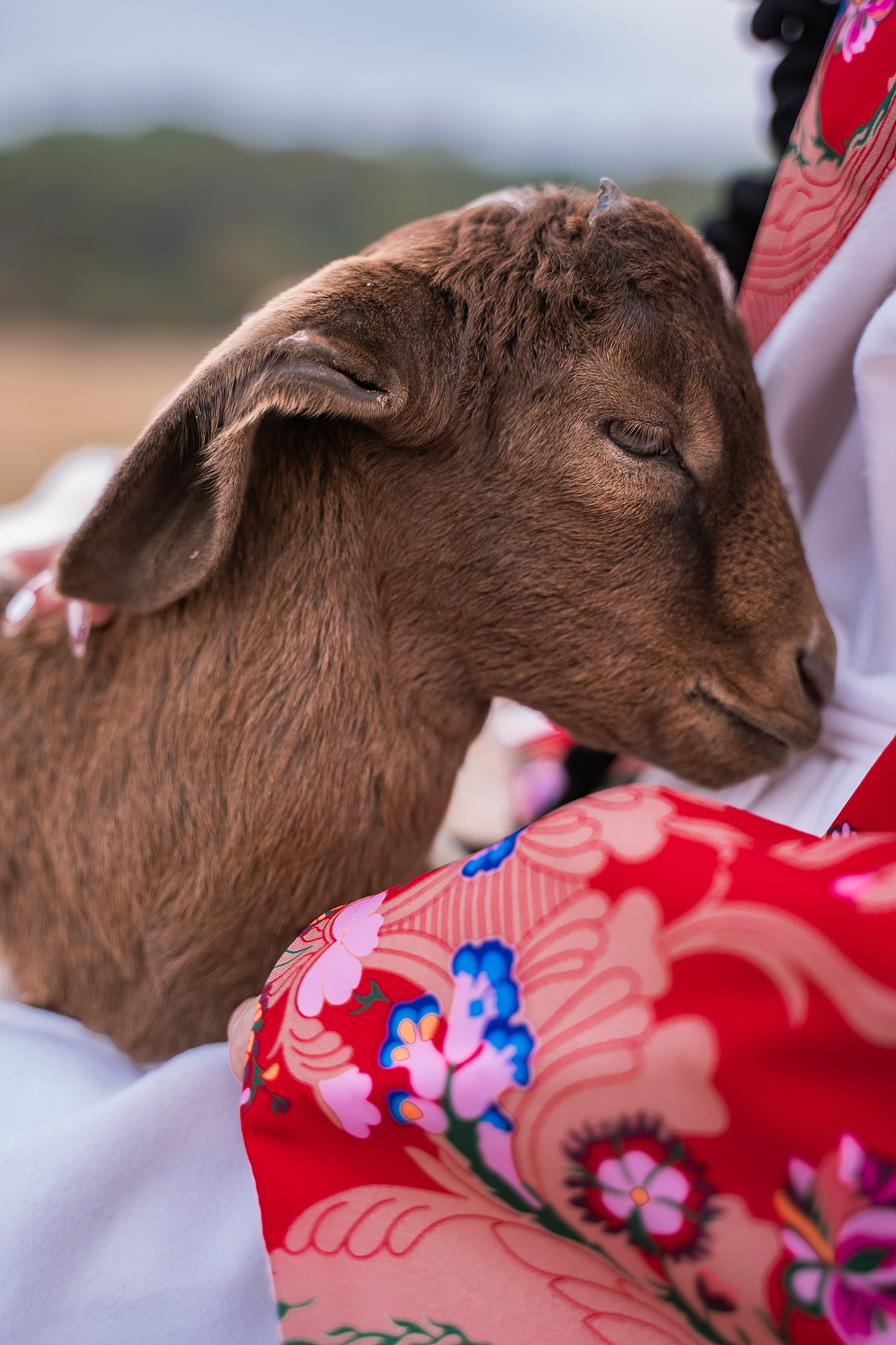 听风唱歌，与羊跳舞（图ZMjc5MDMxMTE2） - 人像摄影 - 站酷设计师空岛爽子原创素材 - 站酷ZCOOL