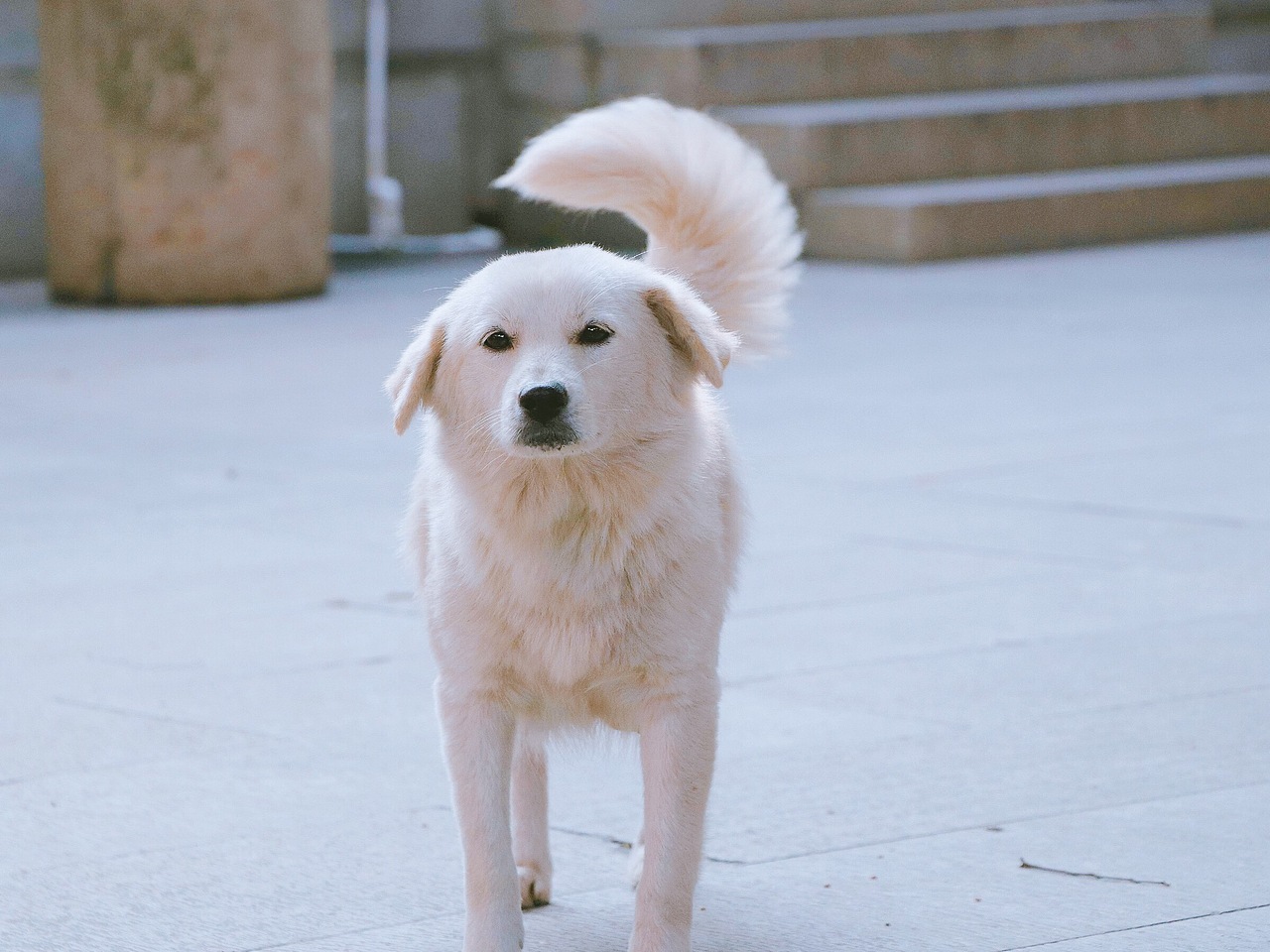 泉州承天寺（圖ZMTA2NjMwMDk2） - 人文/紀實攝影 - 站酷設(shè)計師LUOJING醬原創(chuàng)素材 - 站酷ZCOOL