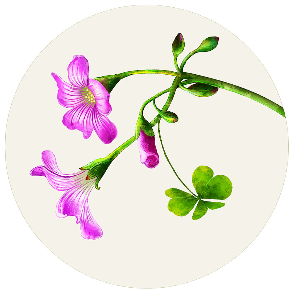 原创作品:醡浆草