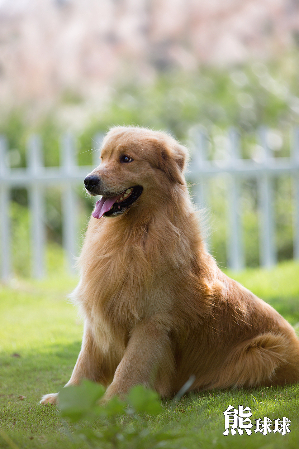 美丽温顺的暖男大金毛写真