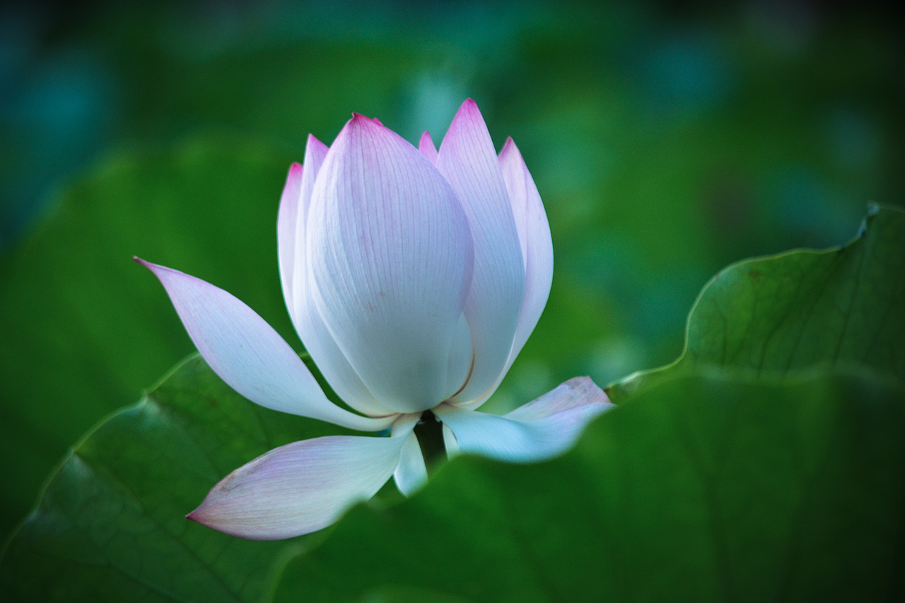 荷花一朵朵一朵朵朵