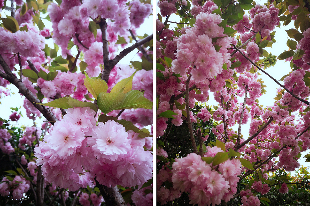 小梦的随手拍-第2期