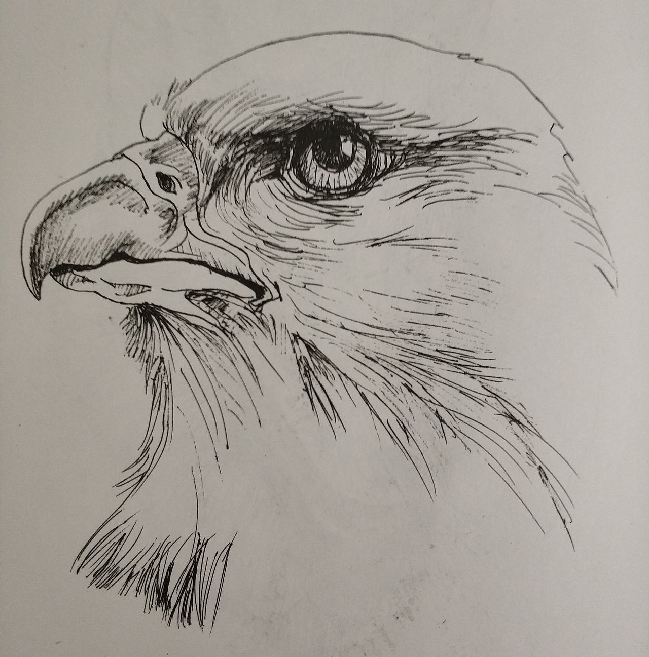 各种动物钢笔线描作品