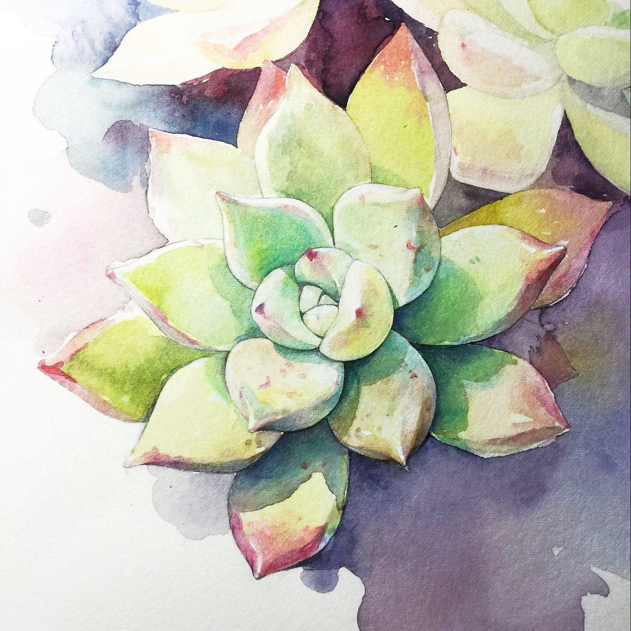 手绘多肉-6
