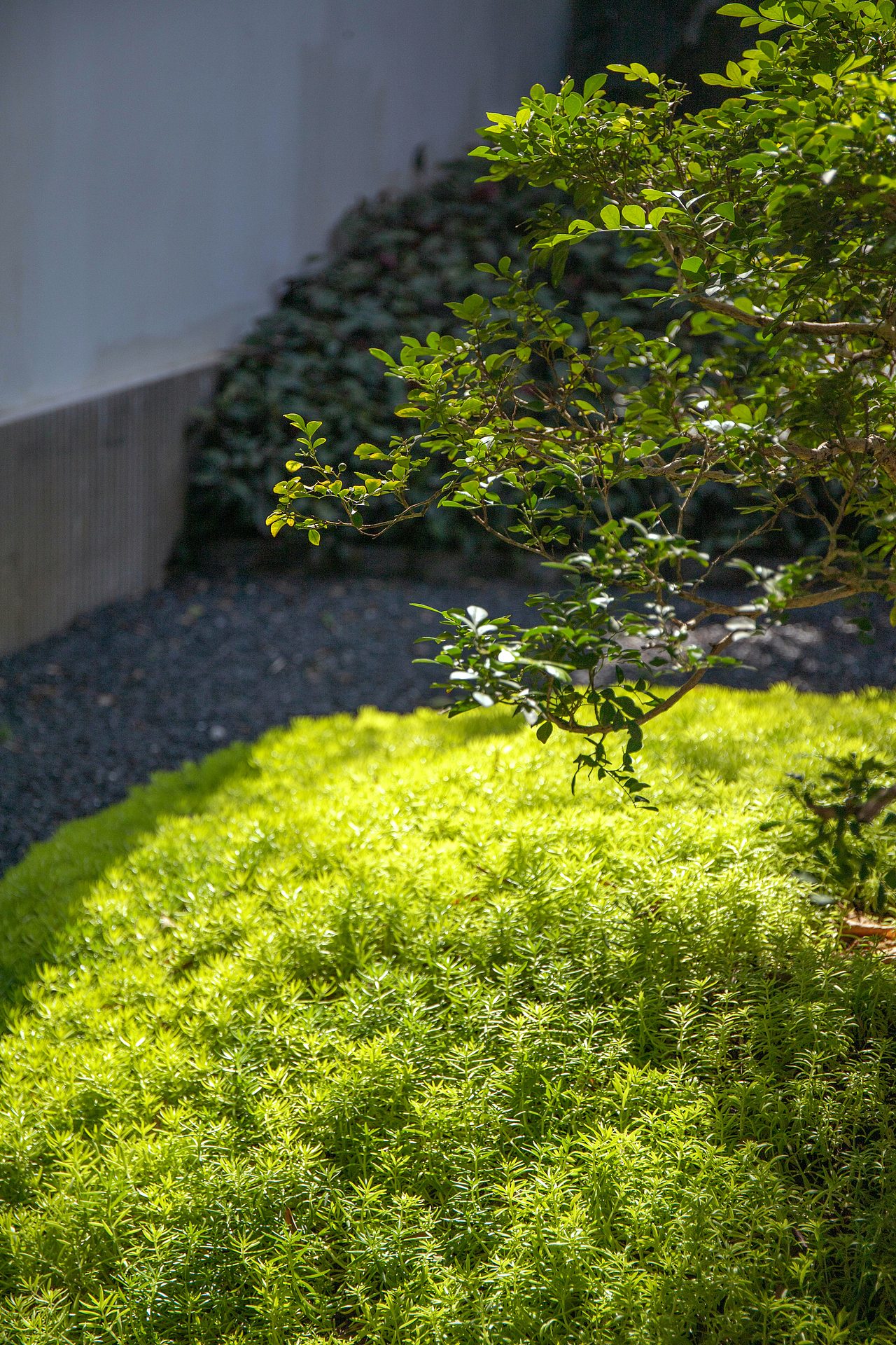 《虞美人》汉服写真