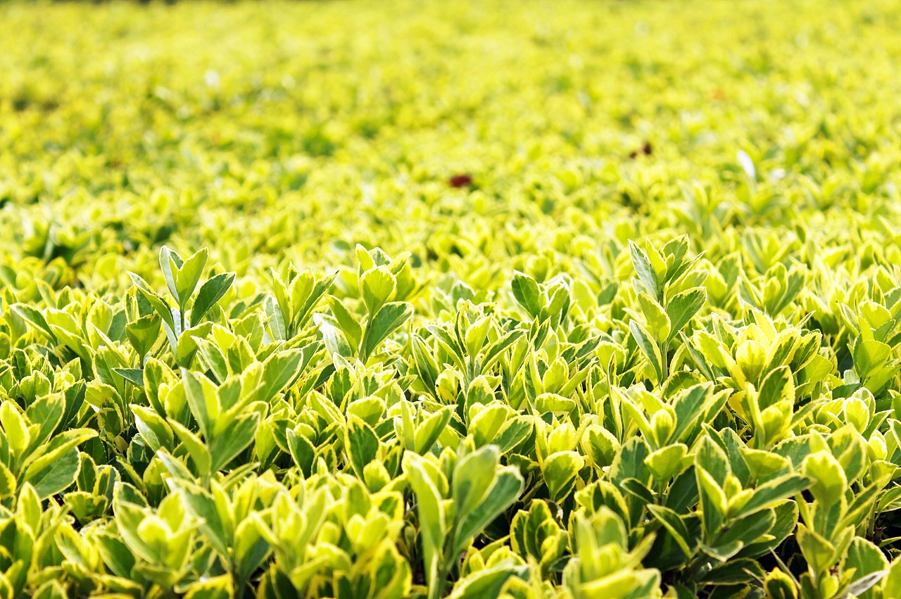 (伪)摄影--------就要绚丽--不要灰色